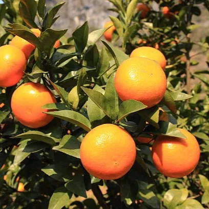 Chinese Orange