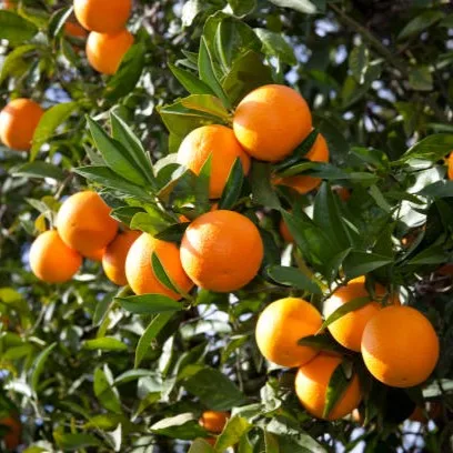 Chinese Orange