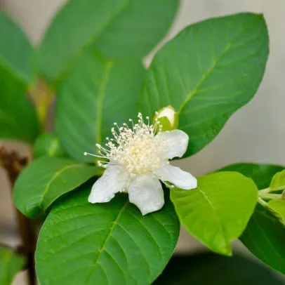 Guava Plant Flower