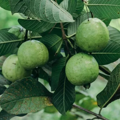 Bangladeshi Guava Plant