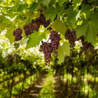 Grapes Plant