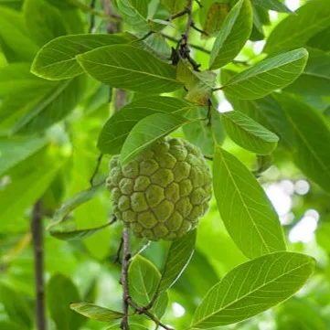 Custard Apple Plant