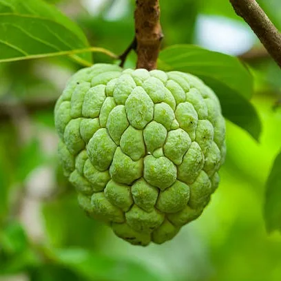 Custard Apple Plant