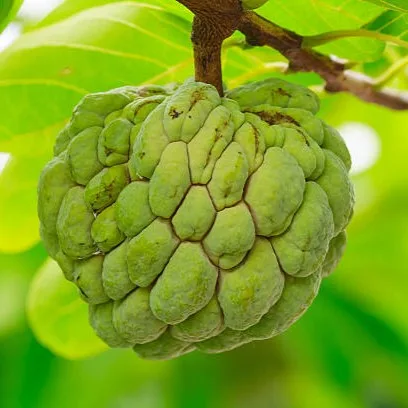 Custard Apple Plant