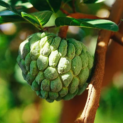 Custard Apple Plant