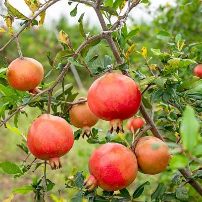 Pomegranate Plant