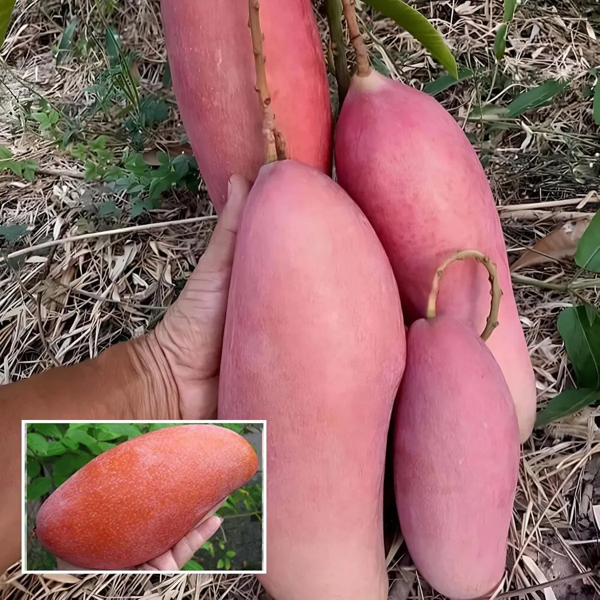 IndNursery Thai King of Chakapat Mango Plant