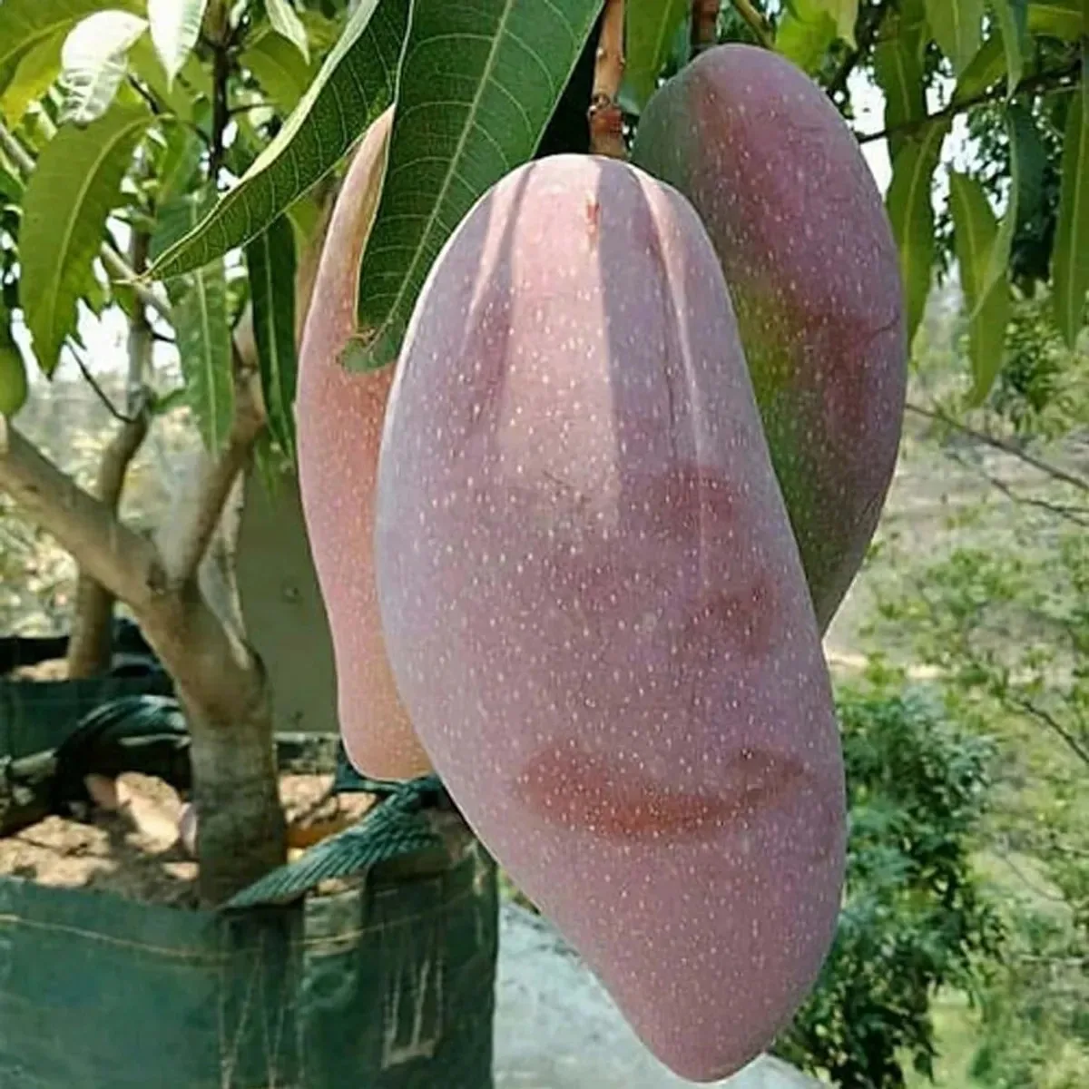 IndNursery Thai King of Chakapat Mango Plant