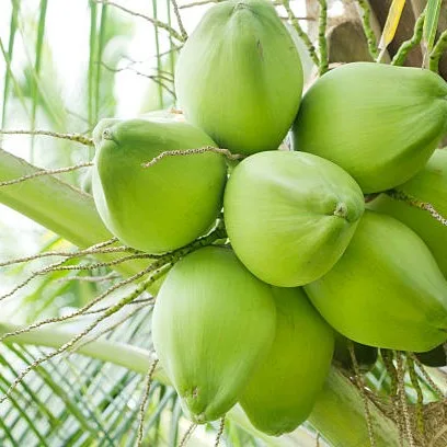 Coconut Palm
