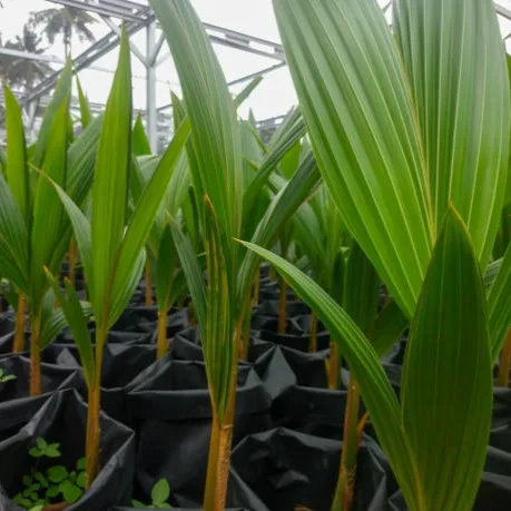 Coconut Palm
