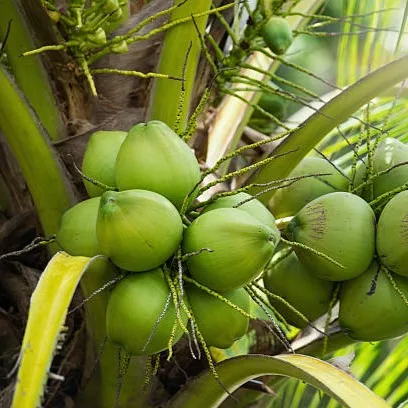 Coconut Palm