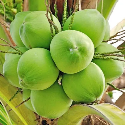 Coconut Palm