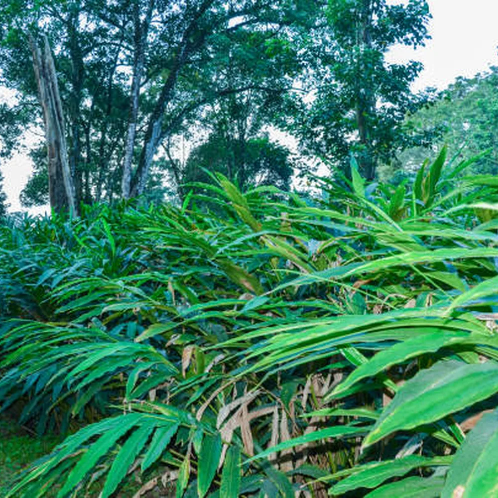 Cardamom Plant
