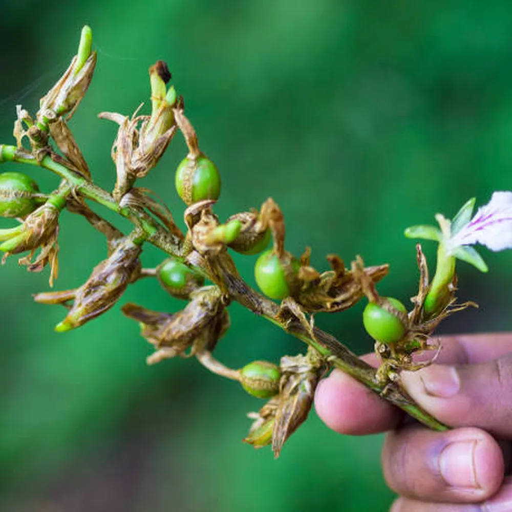 Cardamom Plant Buds