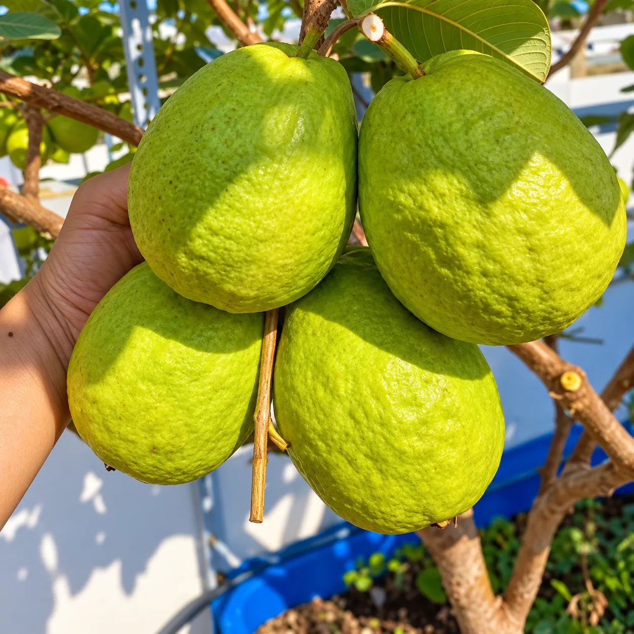 Red Diamond Fruit on Plant