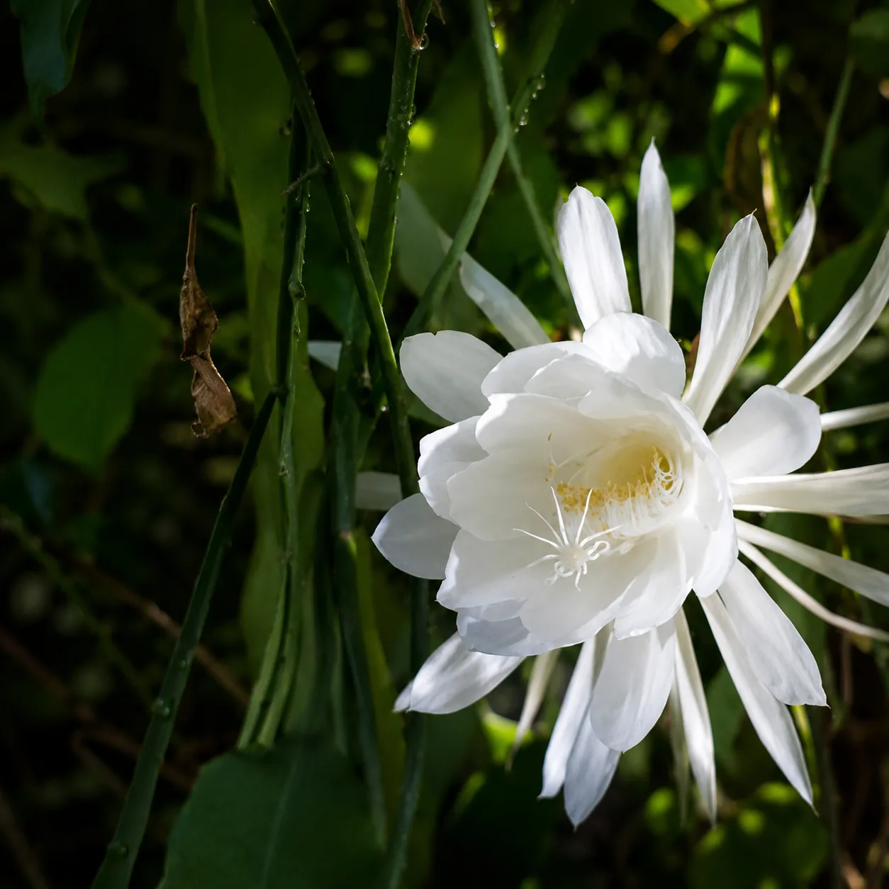 Night Queen Flower Bloom