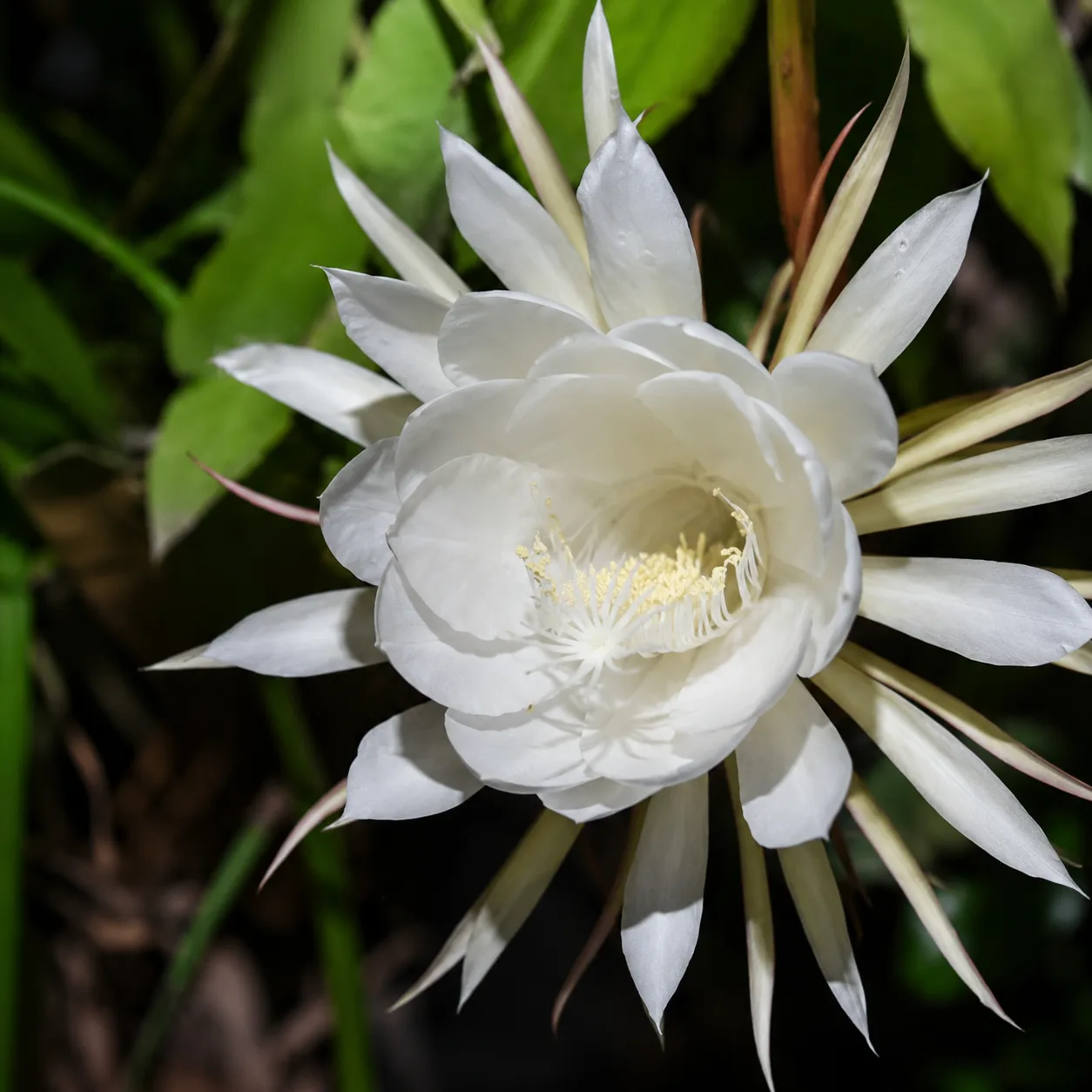 Night Queen Flower