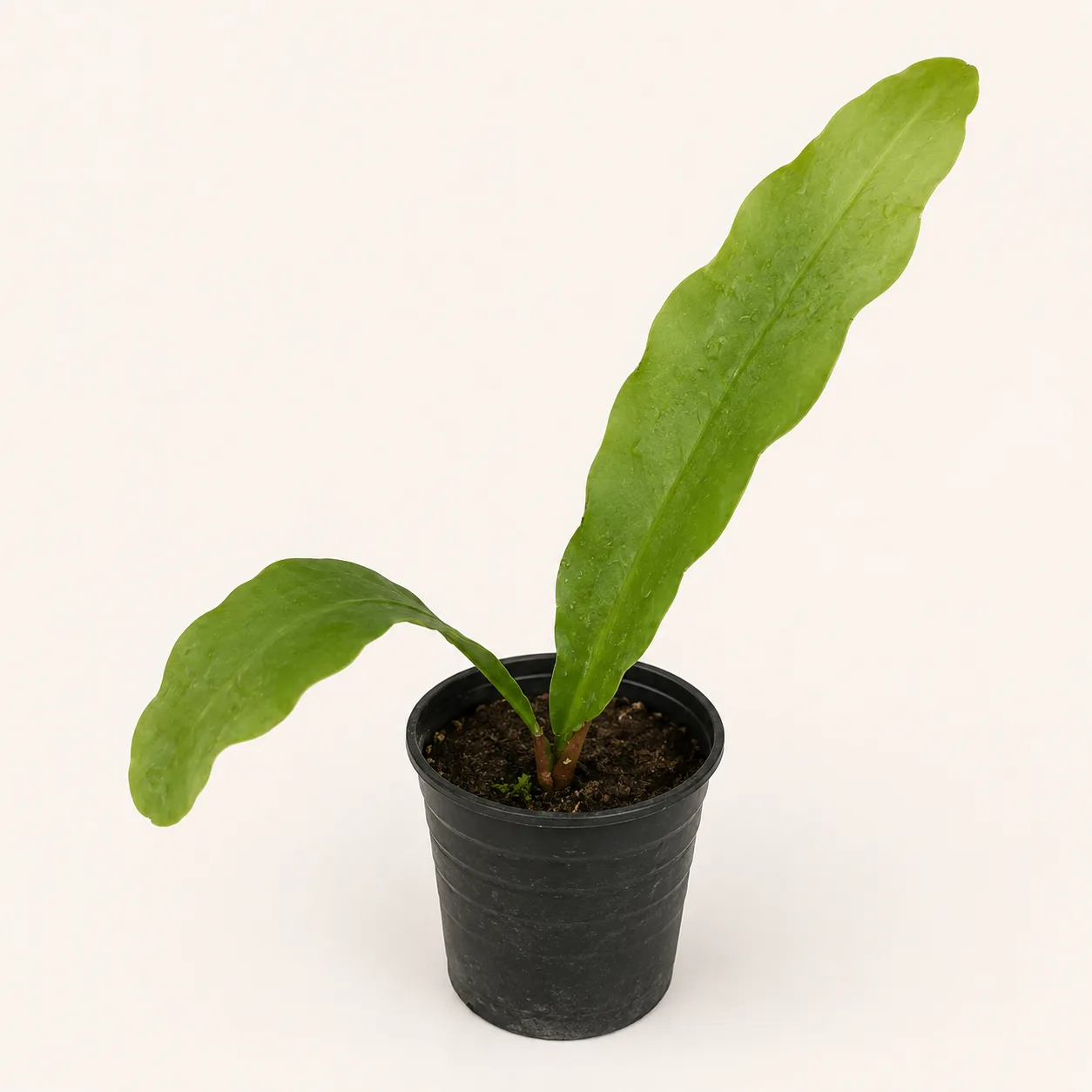 Night Queen Plant