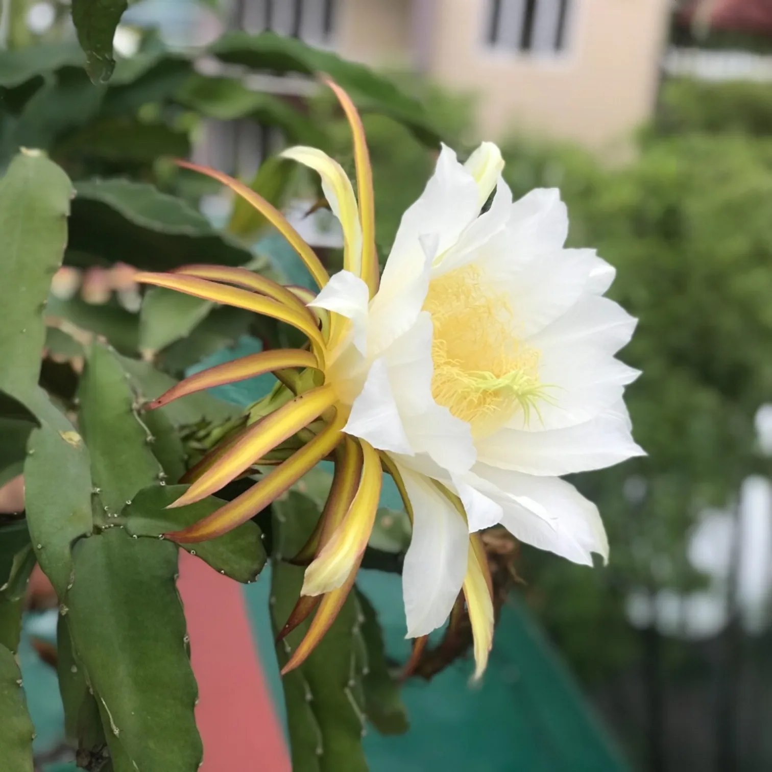 Brahma Kamal Flower