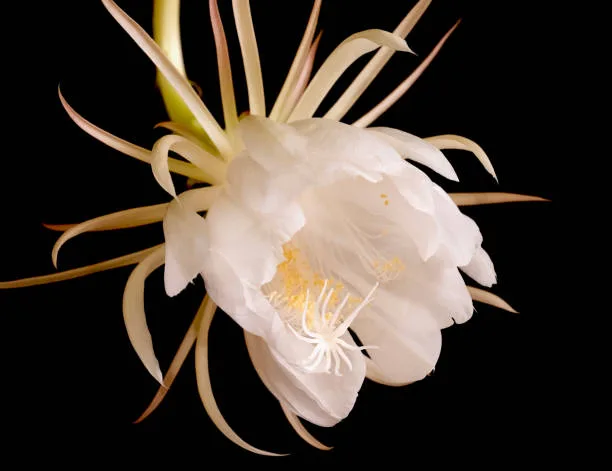 Night Queen flower in dark