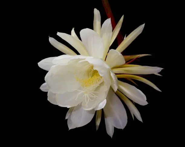 Saussurea obvallata