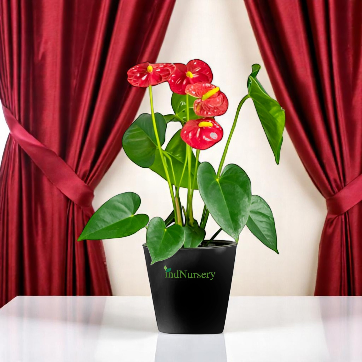 IndNursery Anthurium Red LIve Plant