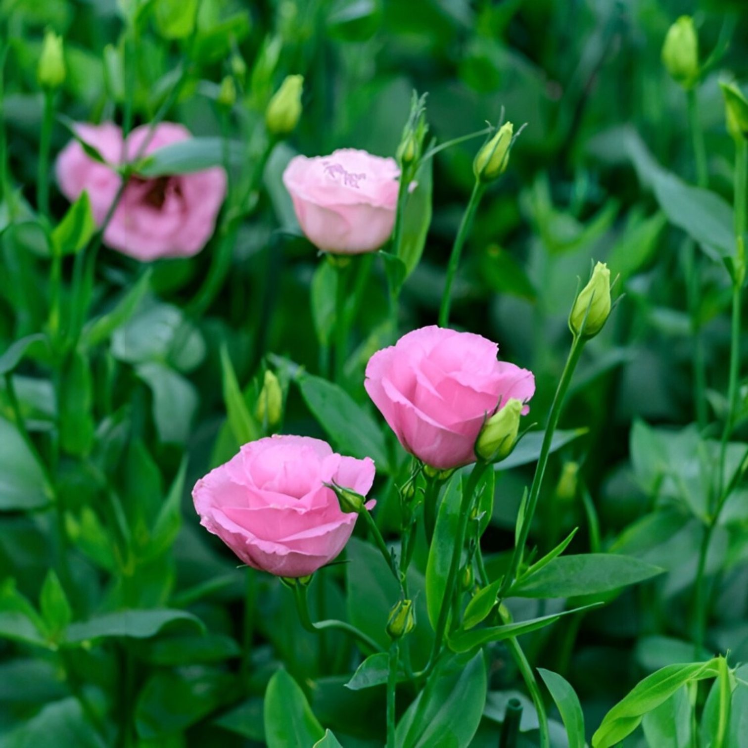 Lisianthus Flower Live Plant