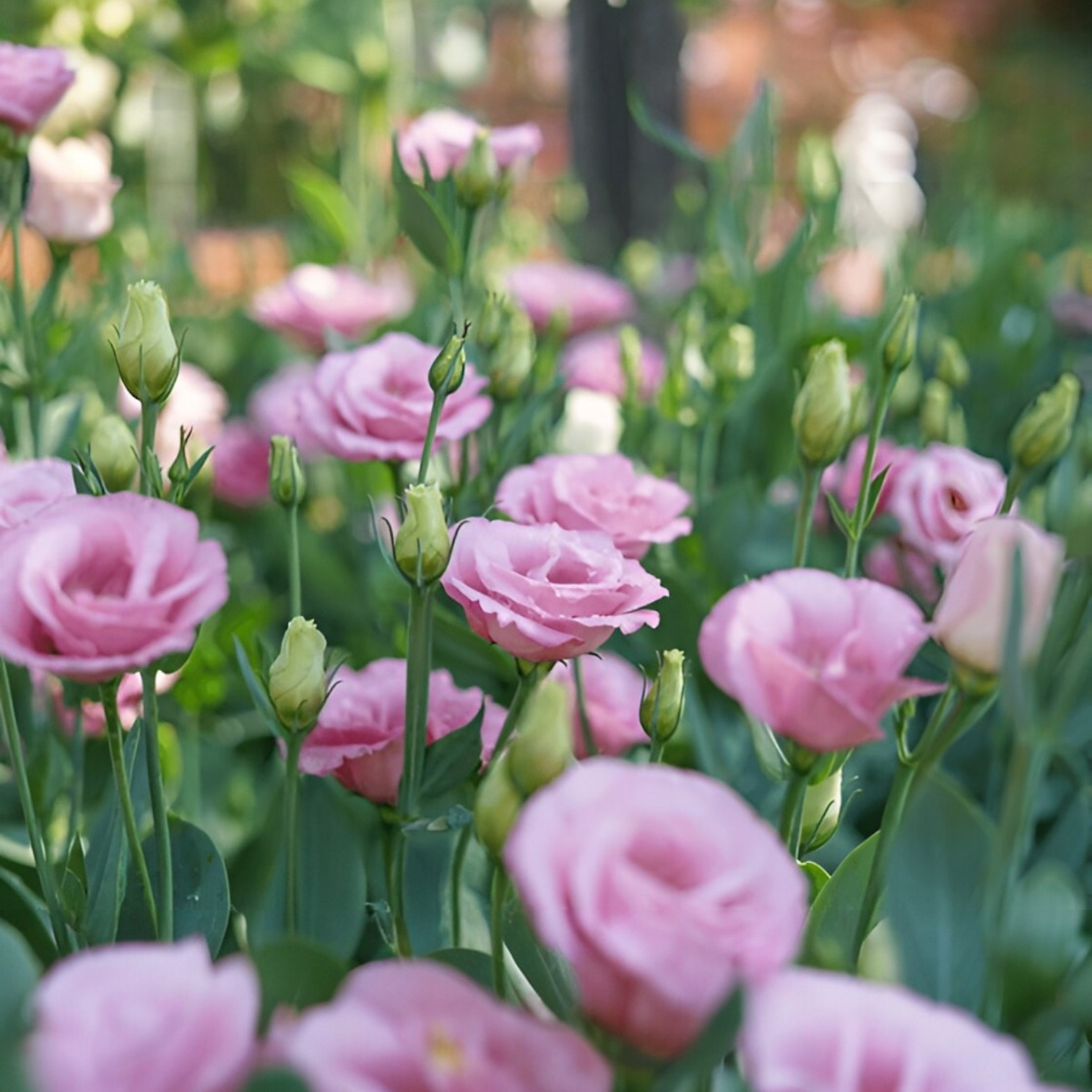 Lisianthus Flower Live Plant