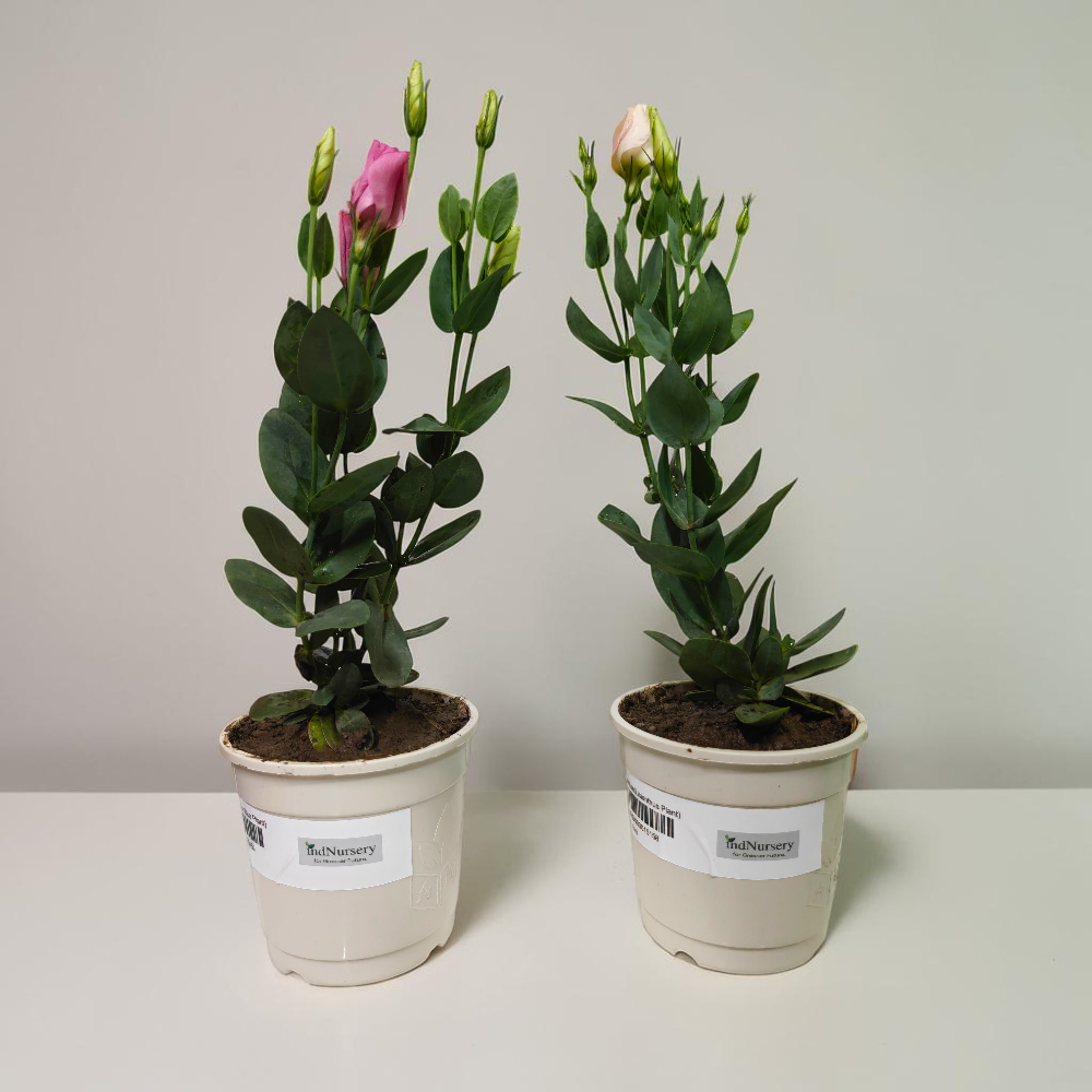Lisianthus Flower Live Plant (Multicolor, Pack of 2)