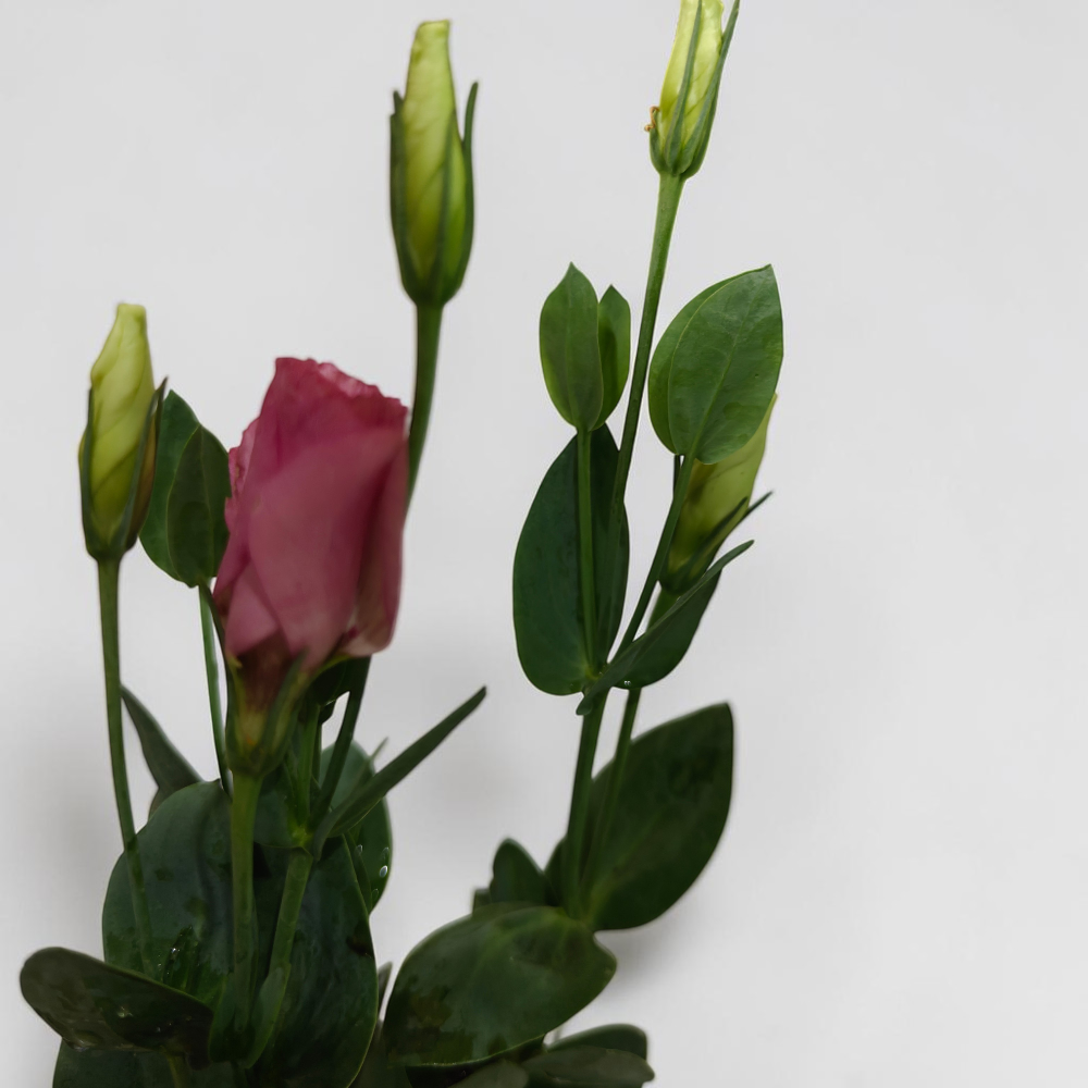 Lisianthus Flower Live Plant (Multicolor, Pack of 2)