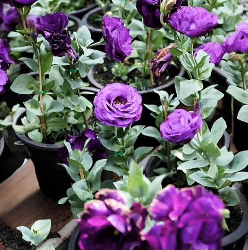 IndNursery Lisianthus Plant/Eustoma plant/Prairie gentian (Multicolor, Pack of 2)