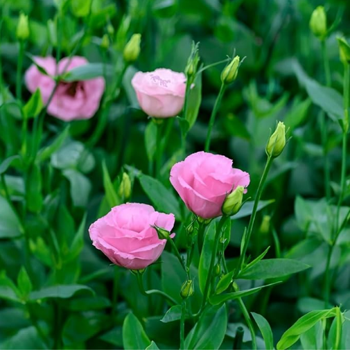 IndNursery Lisianthus Plant/Eustoma plant/Prairie gentian (Multicolor, Pack of 2)