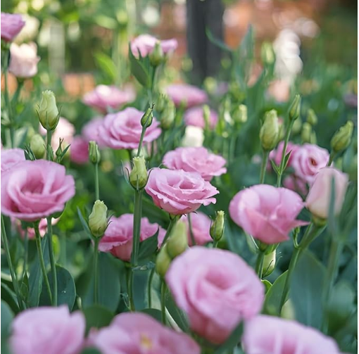 IndNursery Lisianthus Plant/Eustoma plant/Prairie gentian (Multicolor, Pack of 2)