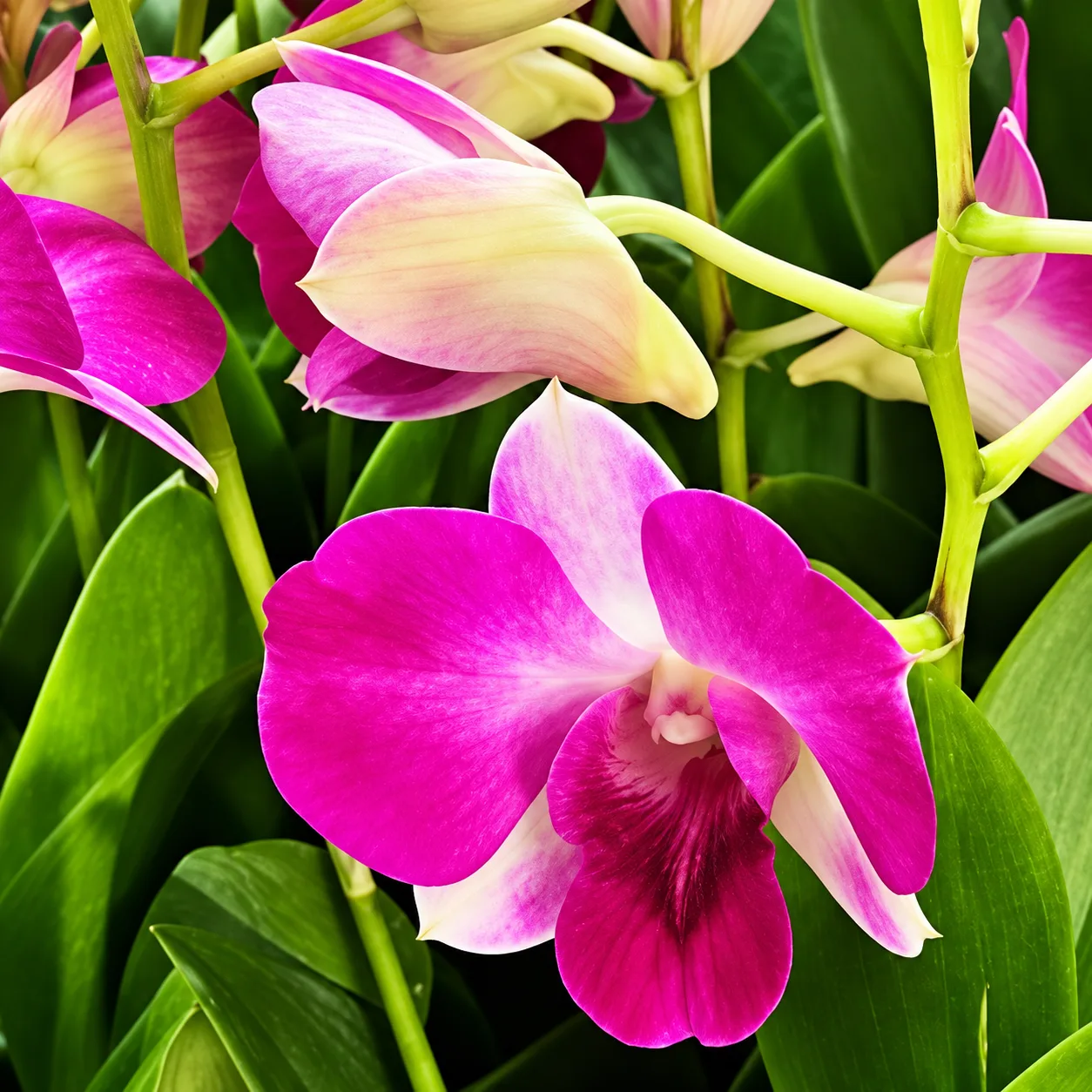 Air Two Tones × Red AB18977 Dendrobium Orchid – Live Red Two-Tone Tropical Flowering Orchid Plant
