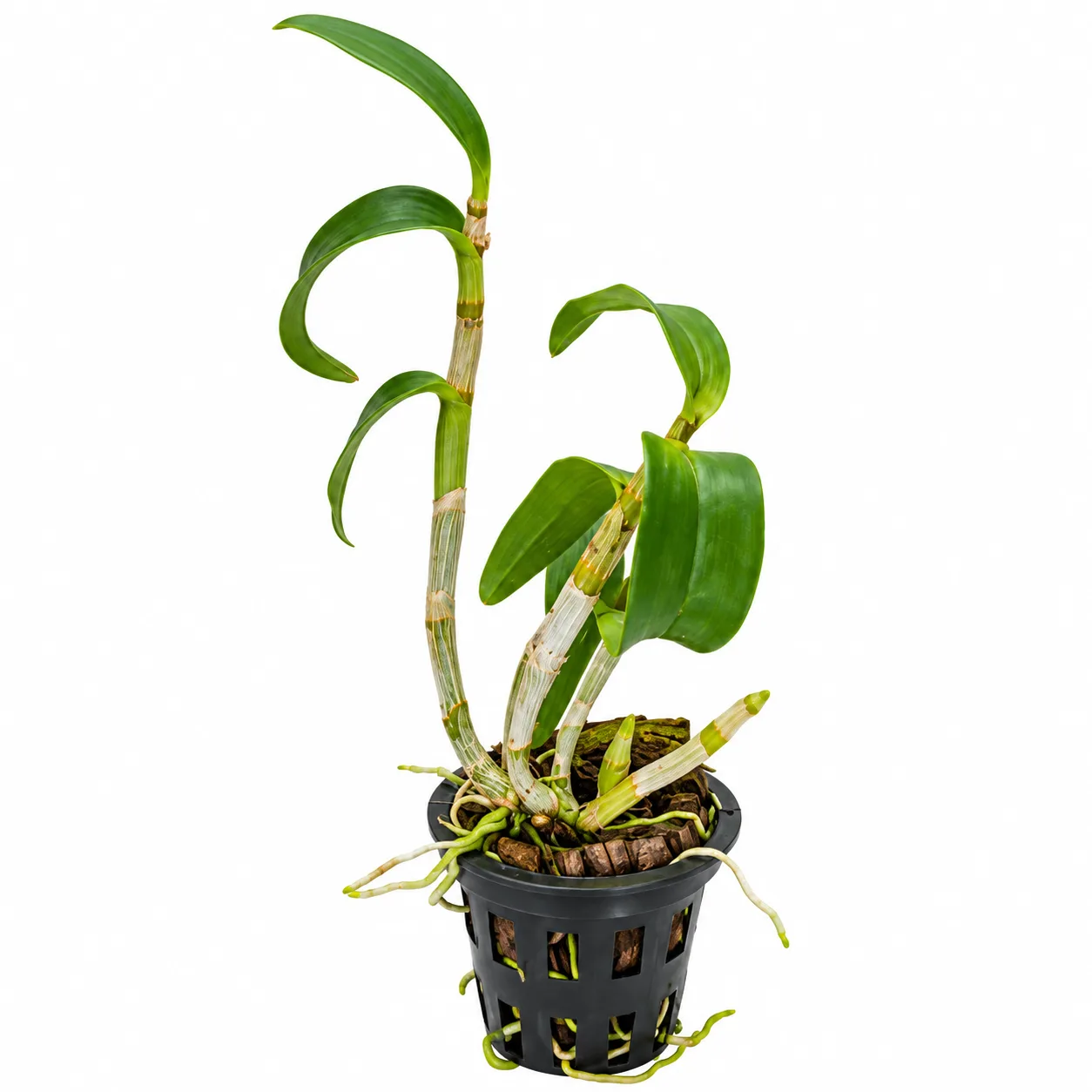 Air Two Tones P1296 Dendrobium Orchid – Live Pink Two-Tone Tropical Flowering Orchid Plant