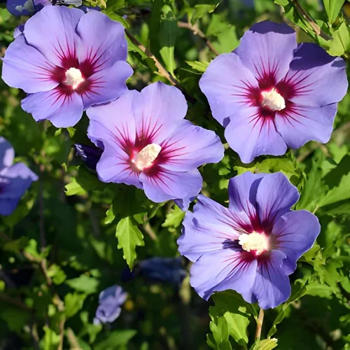 Blue Hibiscus Live Garden Plant | IndNursery Indoor-Outdoor Rare Flowering Plant Single Pack