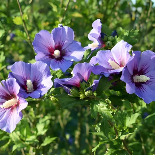 Blue Hibiscus Live Garden Plant | IndNursery Indoor-Outdoor Rare Flowering Plant Single Pack