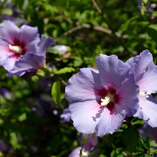 Blue Hibiscus Live Garden Plant | IndNursery Indoor-Outdoor Rare Flowering Plant Single Pack