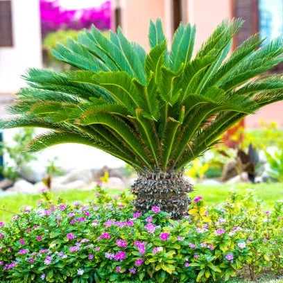 Cycas Live Plant – Cycas revoluta Sago Palm Ornamental Plant for Home, Garden, Balcony & Landscaping