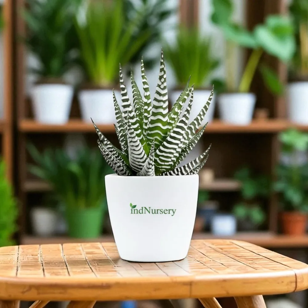 Haworthia Zebra Plant Live Succulent – Haworthiopsis attenuata Indoor Low Maintenance Plant for Home, Office & Tabletop