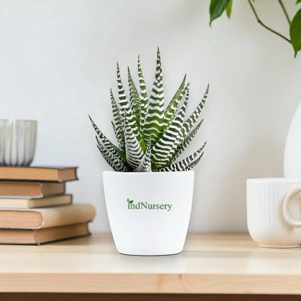 Haworthia Zebra Plant Live Succulent – Haworthiopsis attenuata Indoor Low Maintenance Plant for Home, Office & Tabletop