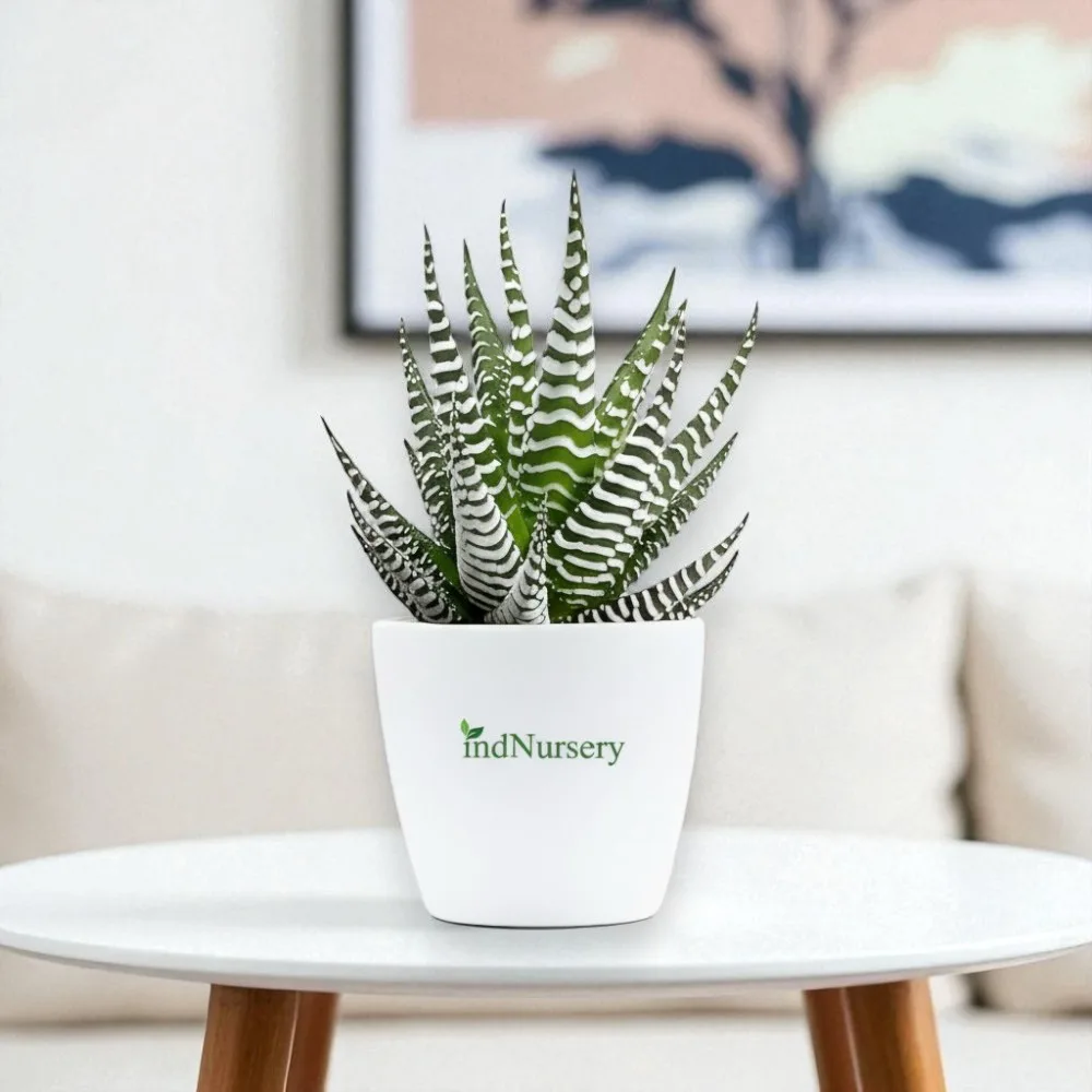 Haworthia Zebra Plant Live Succulent – Haworthiopsis attenuata Indoor Low Maintenance Plant for Home, Office & Tabletop