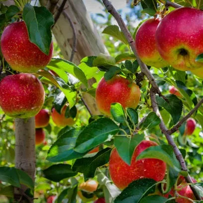 HRMN-99 Apple Live Plant – Hariman Low Chill Self-Pollinating Apple Fruit Plant for Tropical & Subtropical India
