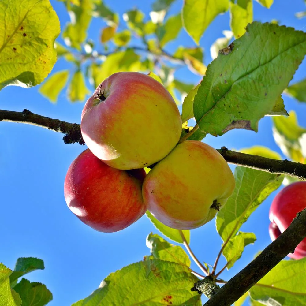 Anna Apple Plant – Low Chill Live Apple Fruit Plant for Warm Climate, Indian Plains & Home Garden