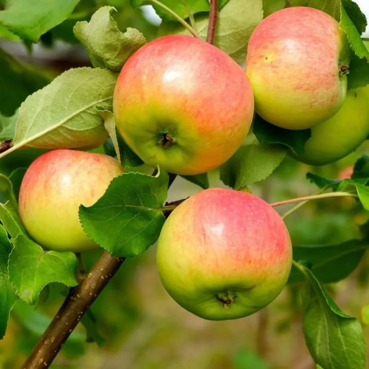 Anna Apple Plant – Low Chill Live Apple Fruit Plant for Warm Climate, Indian Plains & Home Garden