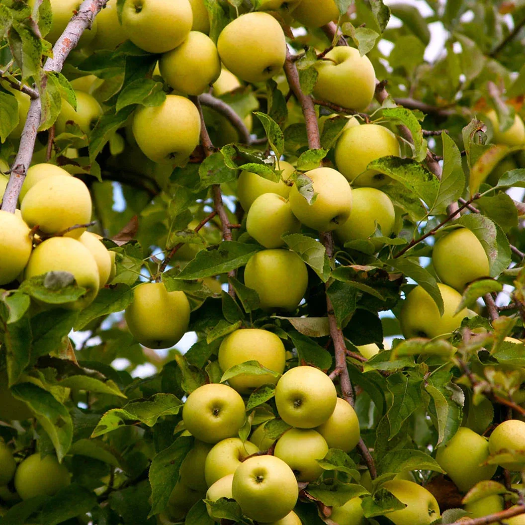 Dorsett Golden Apple Plant – Low Chill Live Apple Fruit Plant for Warm Climate, Indian Plains & Home Garden