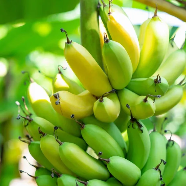 Grand Naine G9 Banana Plant – High Yield Live Cavendish Banana Fruit Plant for Home Garden & Commercial Cultivation