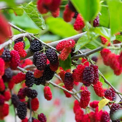 Mulberry Live Plant – Morus alba Sweet Fruiting Shahtoot Plant for Home Garden & Terrace