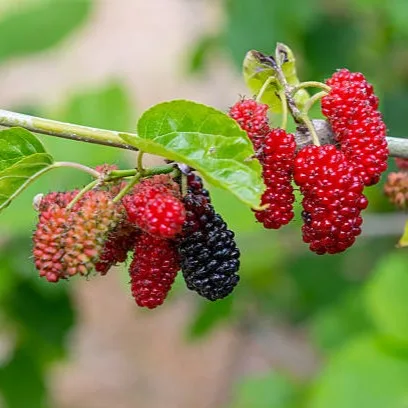 Mulberry Live Plant – Morus alba Sweet Fruiting Shahtoot Plant for Home Garden & Terrace