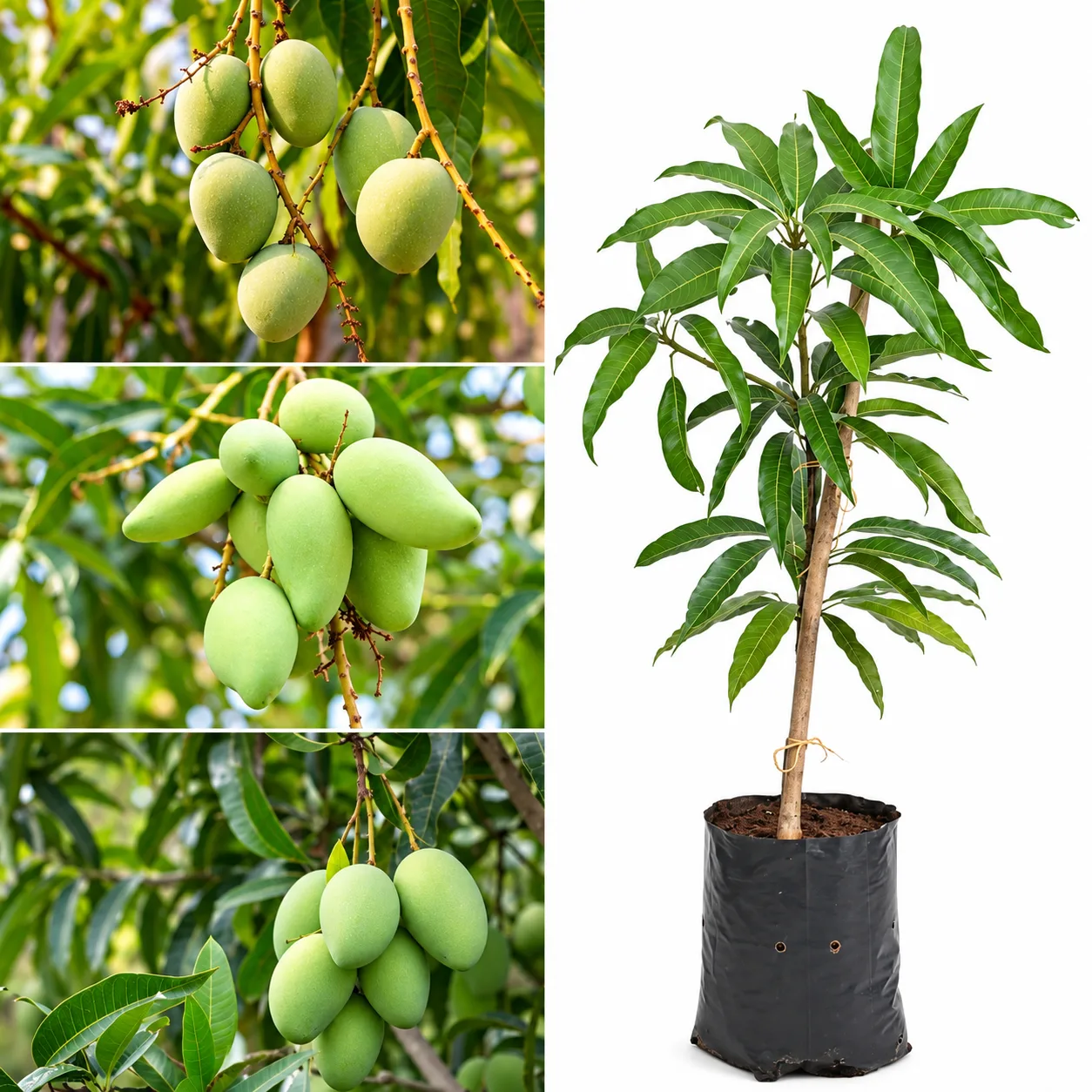 All Time Grafted Mango Plant – Live Baramasi Mangifera indica Fruit Plant for Home Garden, Farm & Orchard